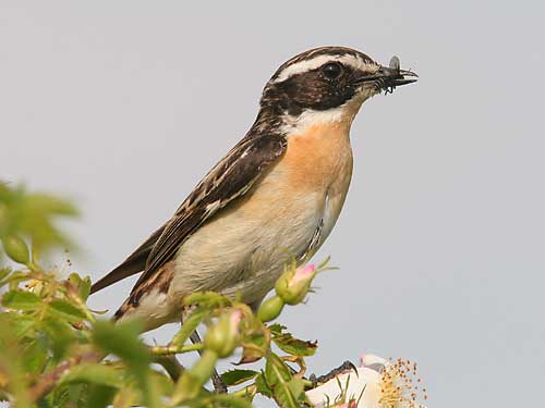 Braunkehlchen