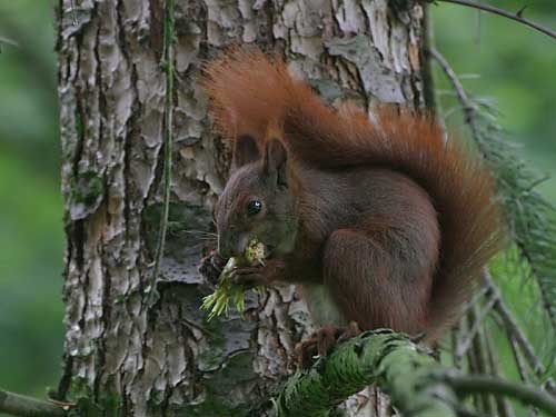 Eichhörnchen