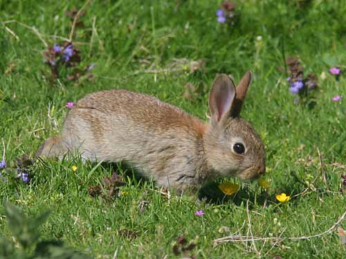 Kaninchen