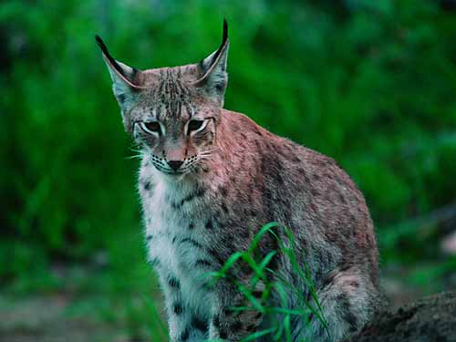 Luchs