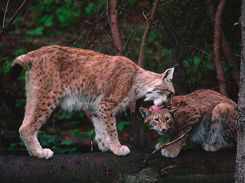 Luchs