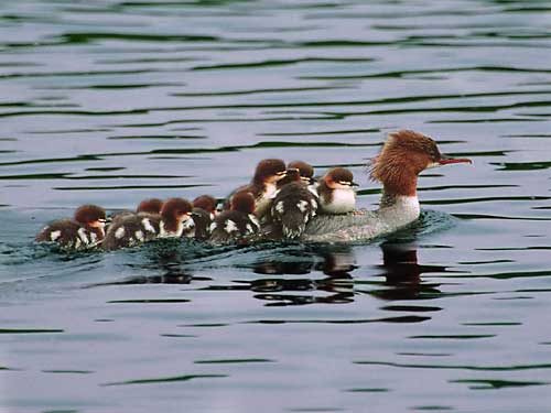 Gänsesäger