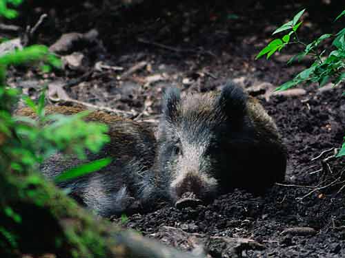 Wildschwein