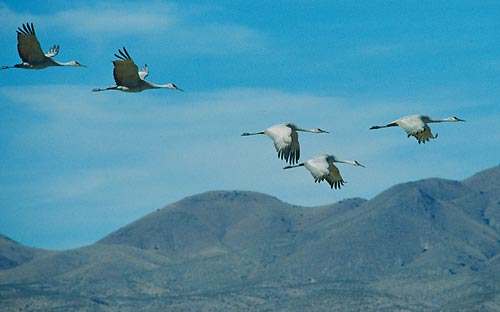 Flug durch das Tal des Rio Grande