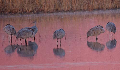 Bosque del Apache