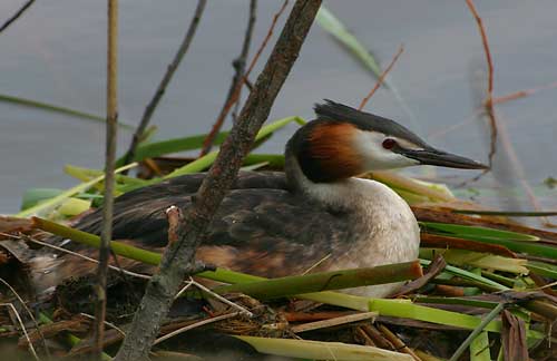 Haubentaucher auf seinem Nest