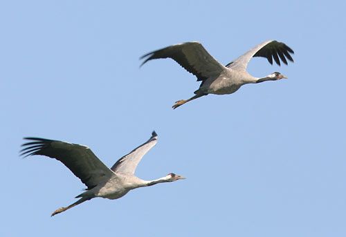 Kranichpaar im Flug