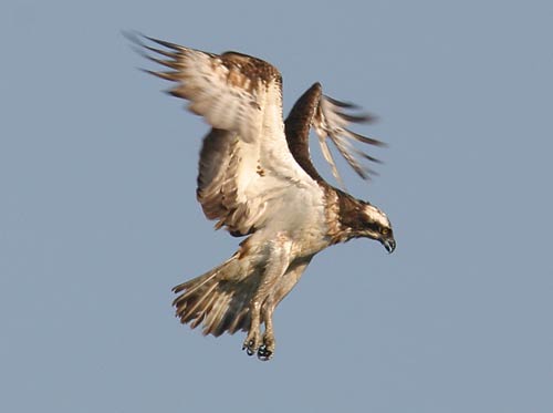 Fischadler im Rüttelflug