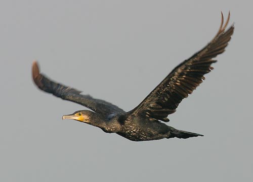 Fliegender Kormoran