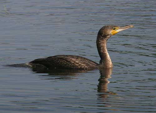 Kormoran