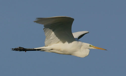 Silbereiher im Flug