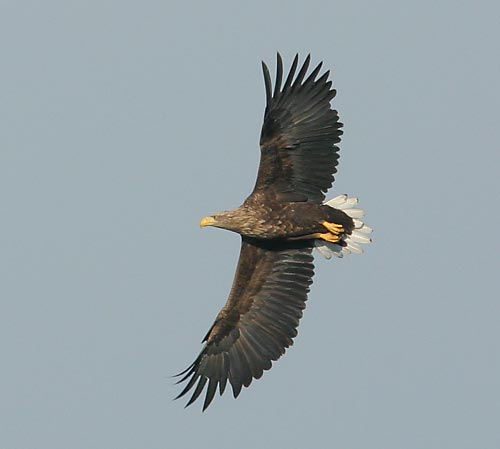 Seeadler