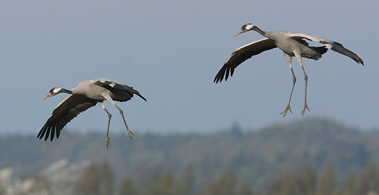 Landeanflug