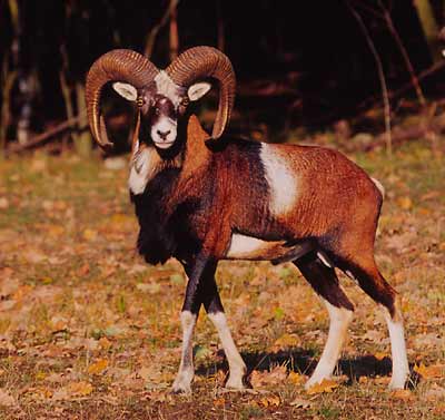 Muffelbock