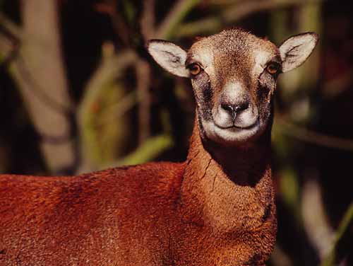 Muffelportrait