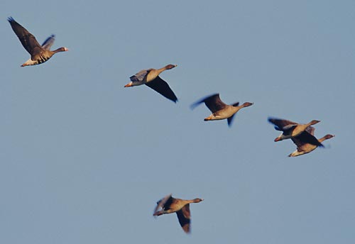 Nordische Gänse im Flug