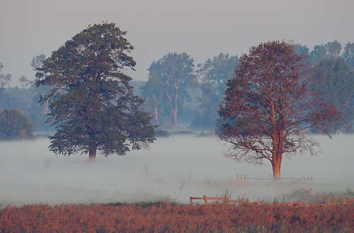 Bodennebel