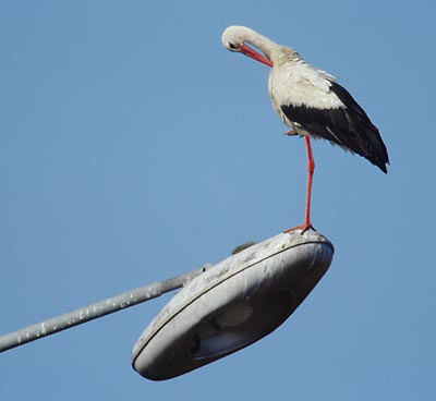 Fütterungspause für den Altstoch