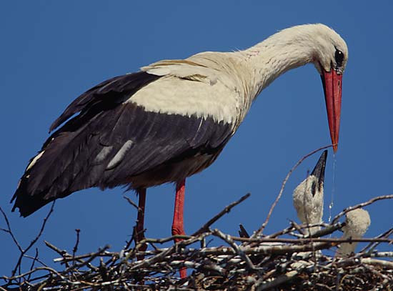 Storch tränkt die Jungen