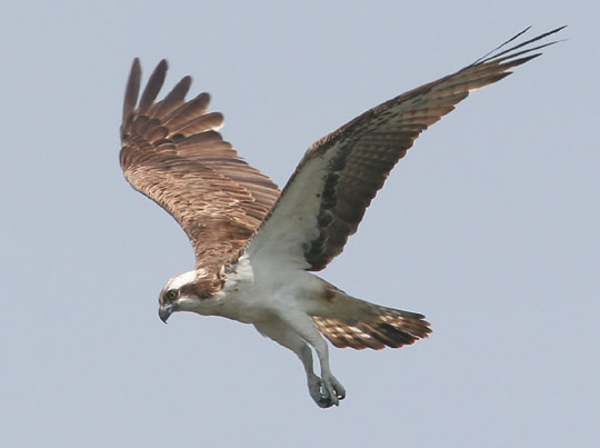 Fischadler im Rüttelflug