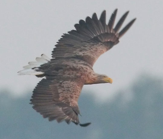 Seeadler