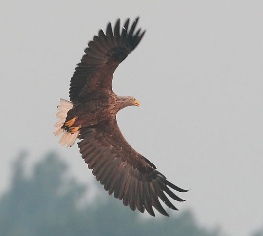 Seeadler