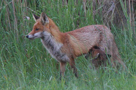 Fähe säugt Jungfuchs