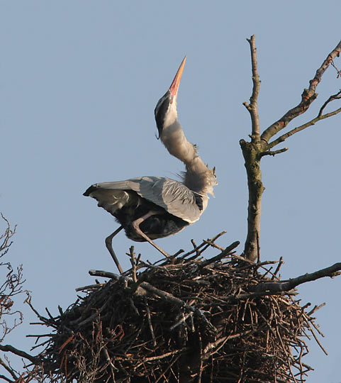 Graureiher bei der Balz