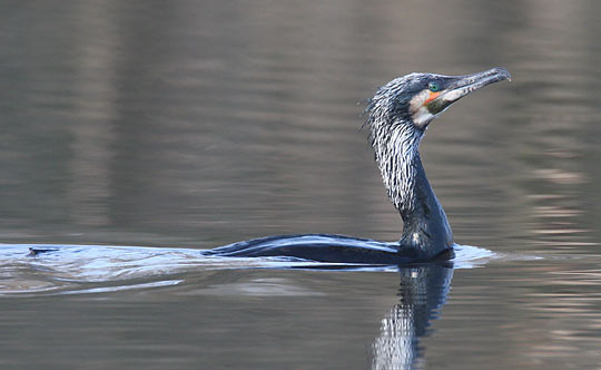 Kormoran im Brutkleid