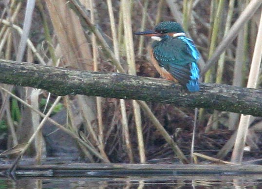 Eisvogel am Ansitz