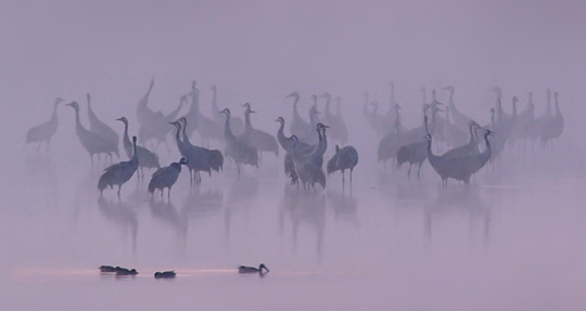 Kraniche im Morgennebel