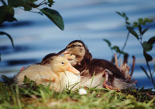 Enten-Multikulti