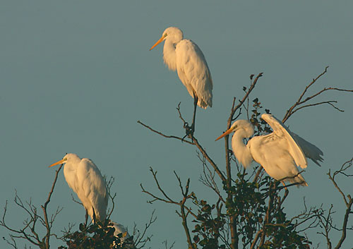 Siberreiher