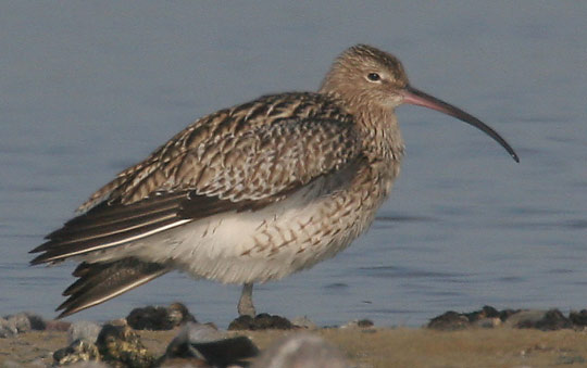 Großer Brachvogel