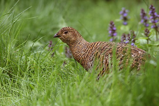 Auerhuhn-Henne