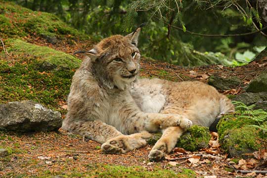 Luchs