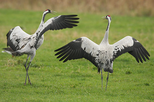 Tanzendes Kranichpaar