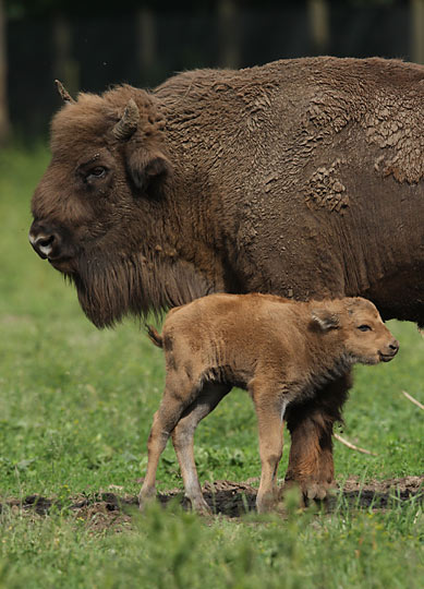 Wisent