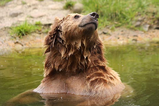 Braunbär