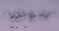 Kraniche im Morgennebel am Schlafplatz bei Stangenhagen